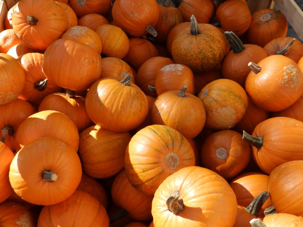 early-years-pumpkin-farm-3