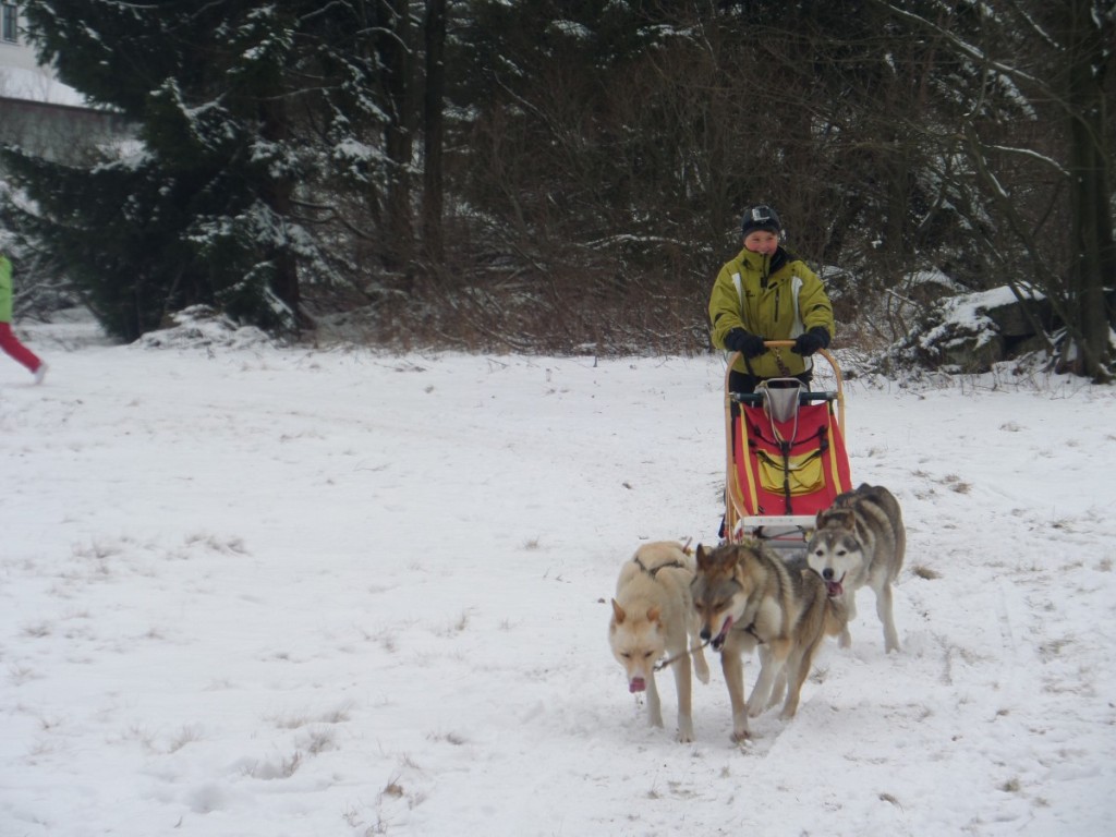 Dog Sledging